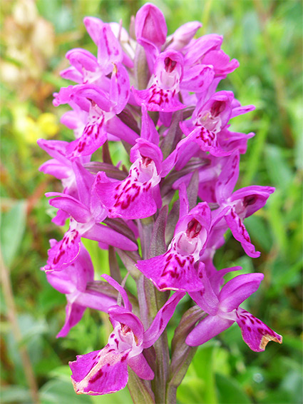 Deep pink flowers