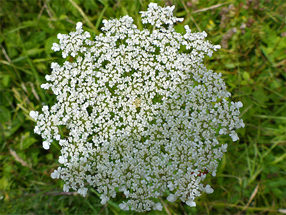 Flat-topped inflorescence