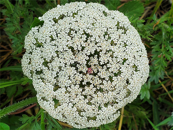 Hemispherical inflorescence