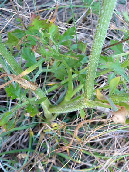 Jointed stem