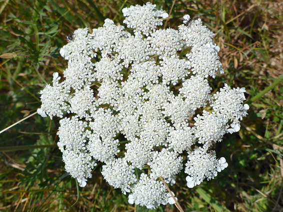 Flat-topped flower cluster