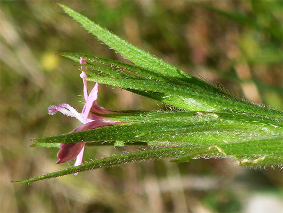 Hairy, pointed bracts