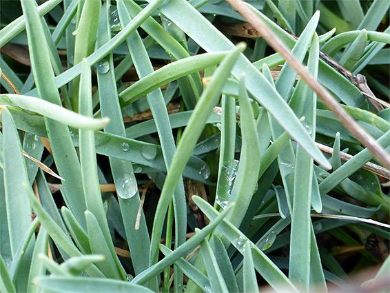 Grey-green leaves