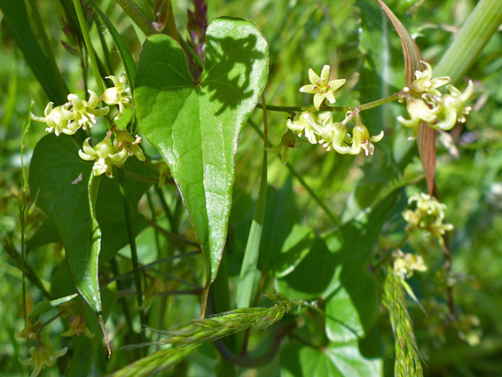 Flowers and leaves