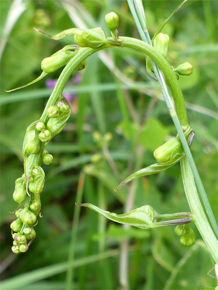 Arching stem