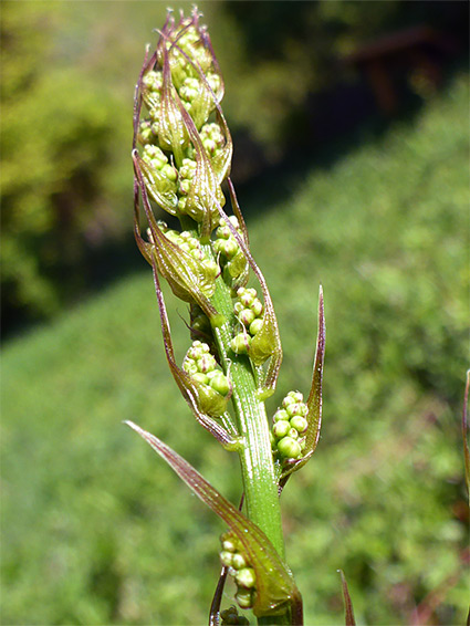 Developing flowers