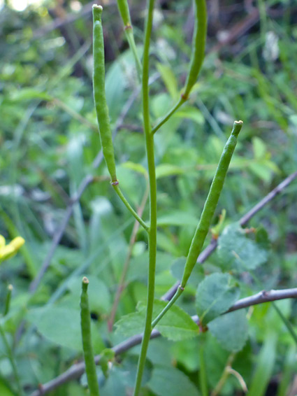 Narrow fruits