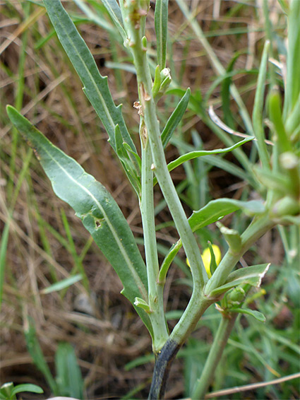 Greenish stems