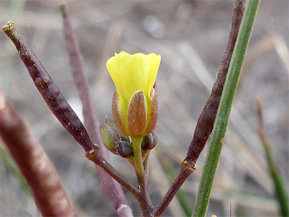 Flower and seed pods