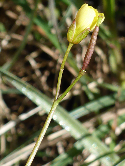 Fruit and flower