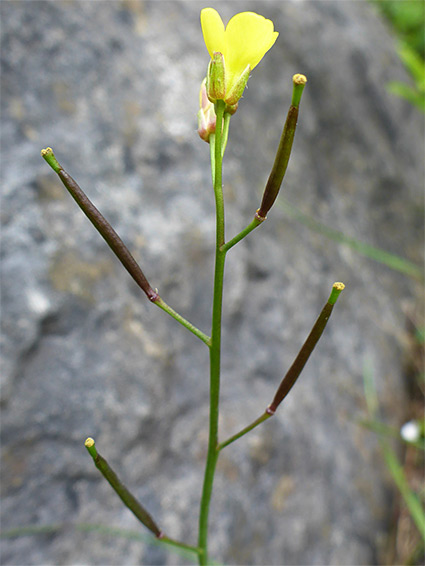 Upwards-pointing fruit