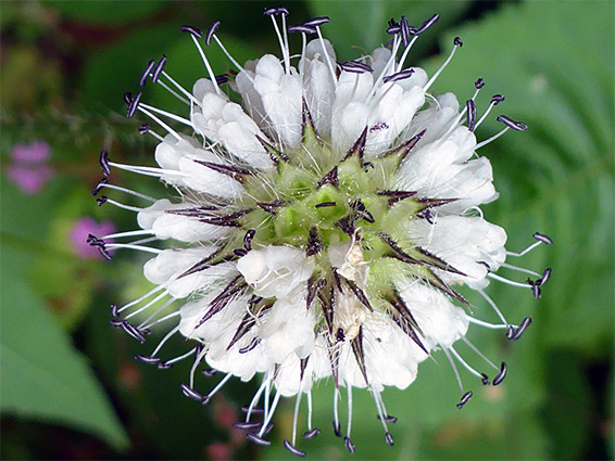 Dipsacus pilosus (small teasel), Workmans Wood, Gloucestershire