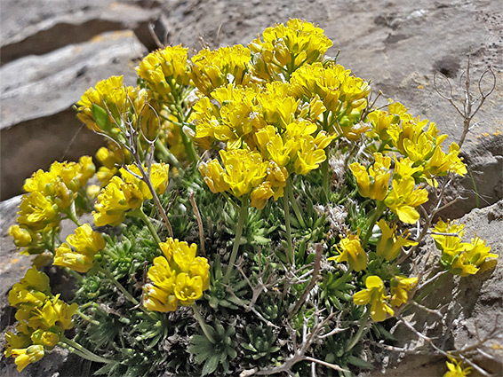 Clustered stems