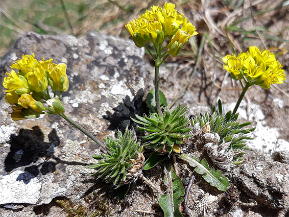 Three stems