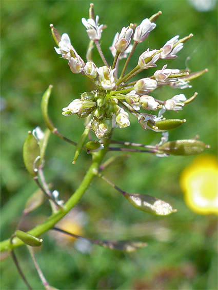 Inflorescence