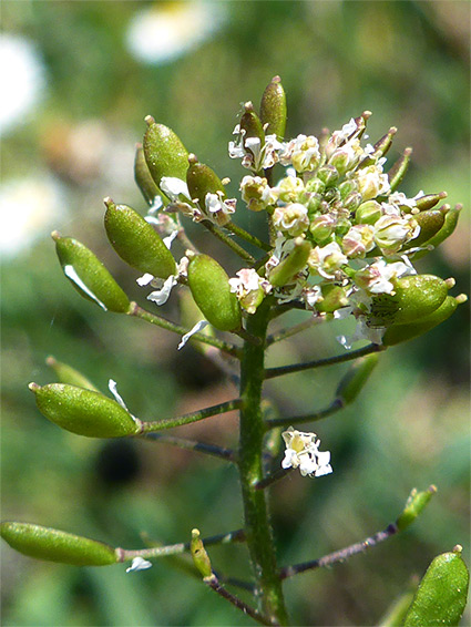 Withering flowers