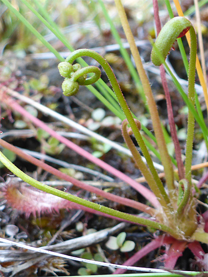 Developing flower stalk