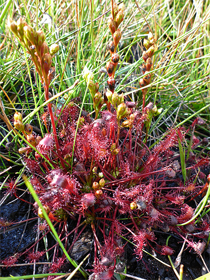 Leaves and flower spikes