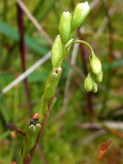 Green buds