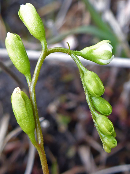 Developing flowers