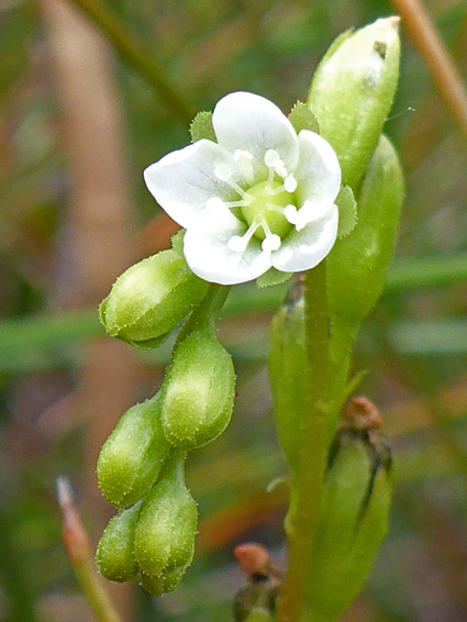 Drosera rotundifolia (round-leaved sundew), Venn Ottery, Devon