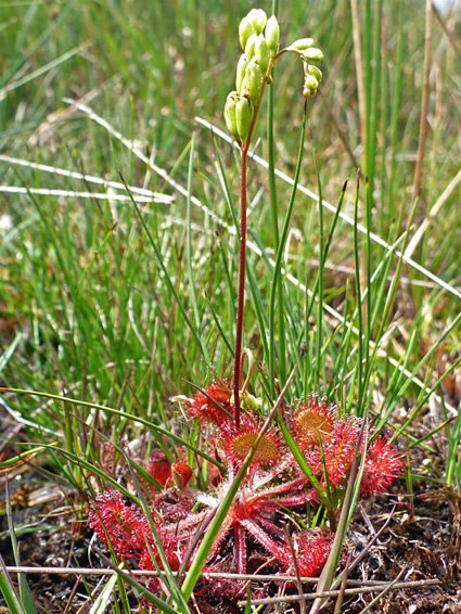 Leaves and flowers