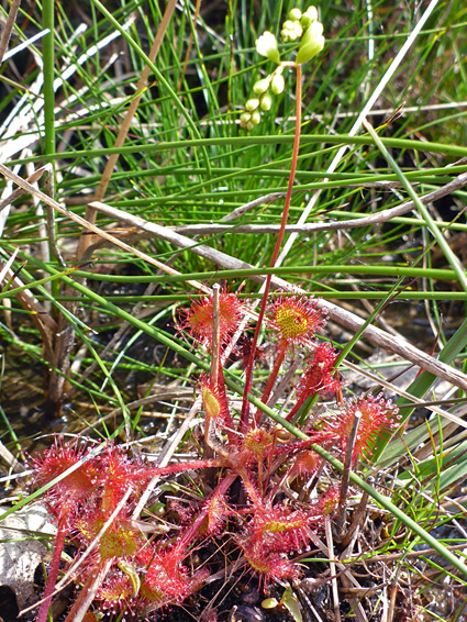 Red leaves