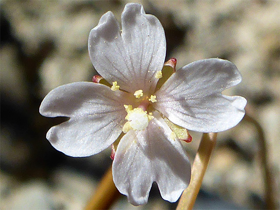 Notched petals