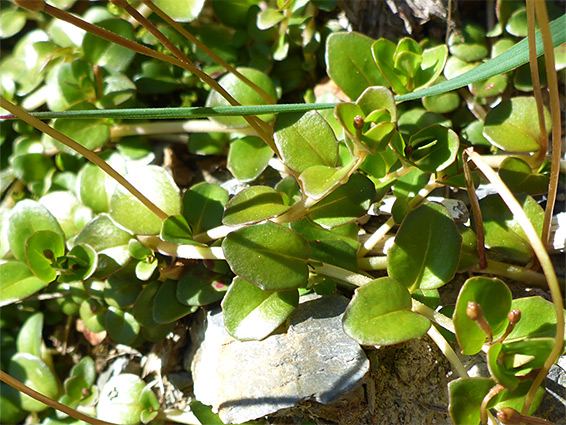 Hairless leaves