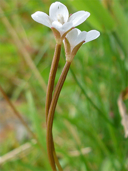 Pair of flowers