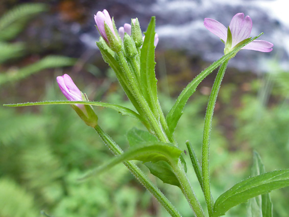 Flowers and upper stem leaves