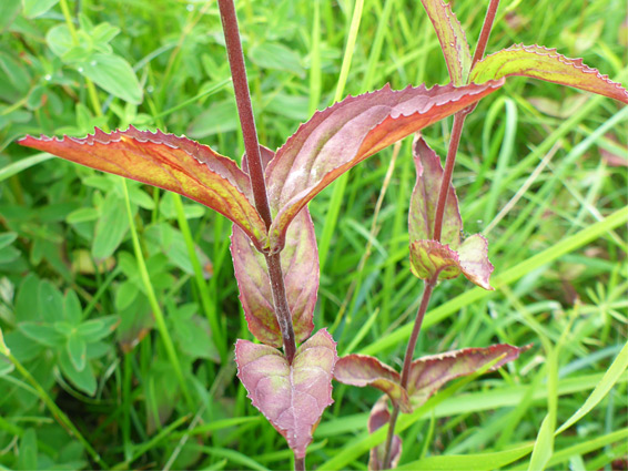 Toothed leaves