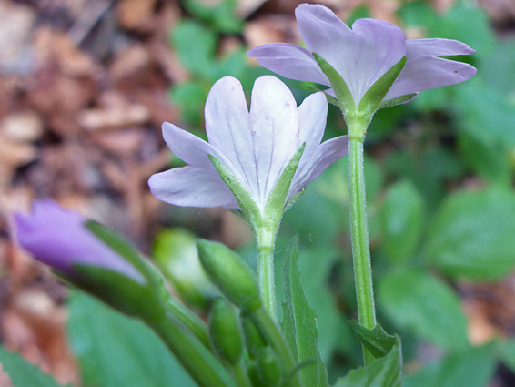 Narrow calyx lobes