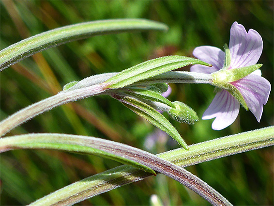 Inflorescence