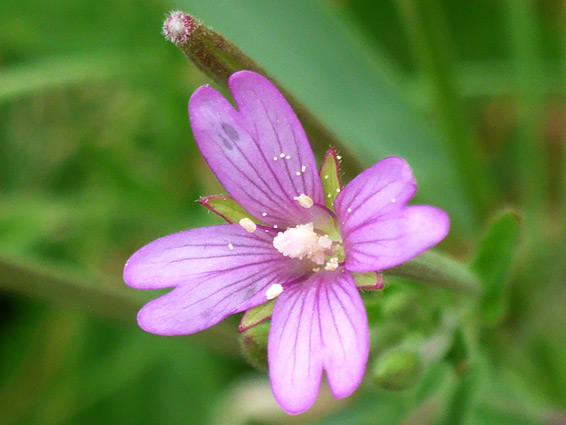 Epilobium tetragonum (square-stalked willowherb), Lawrence Weston Moor, Bristol