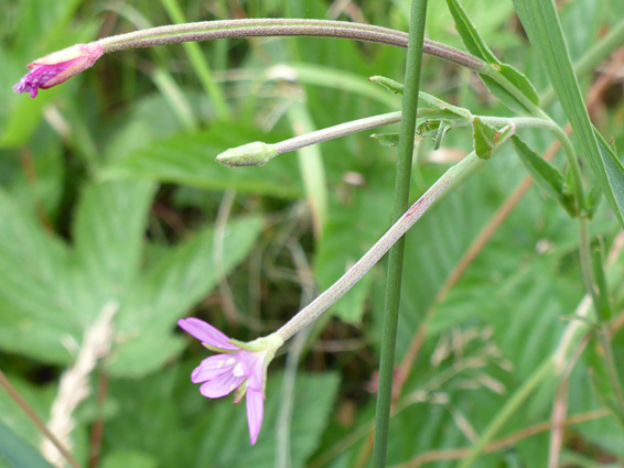 Three flowers