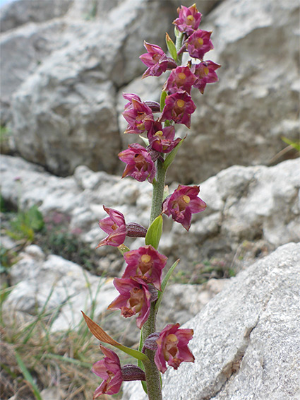 Flowers and bracts