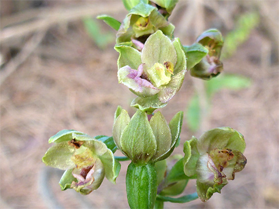 Group of flowers