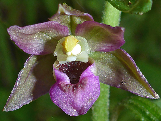 Broad-leaved helleborine (epipactis helleborine), Edge Common, Gloucestershire