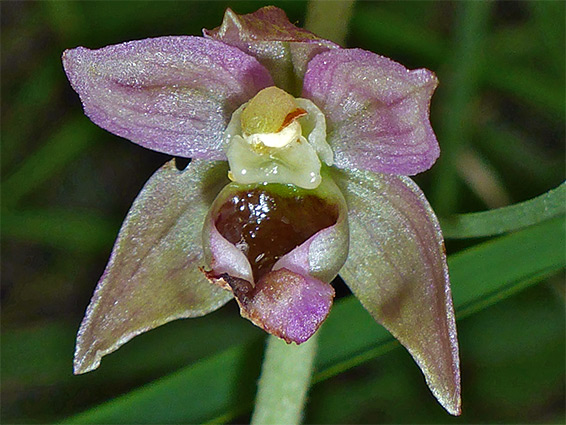 Purple-tinged flower