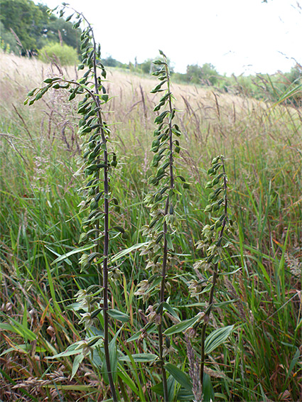 Four stems