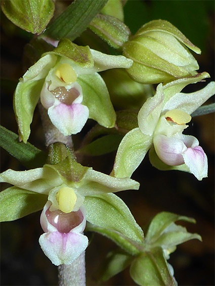 Flower cluster