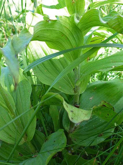 Closely-spaced leaves