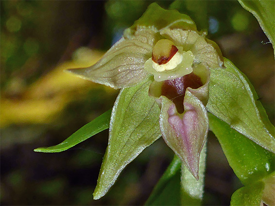 Purple-tinged flower