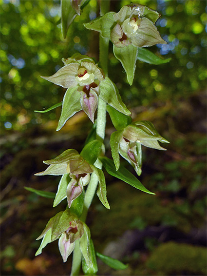 Elongated flower cluster