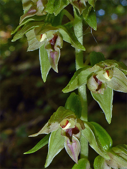 Greenish flowers