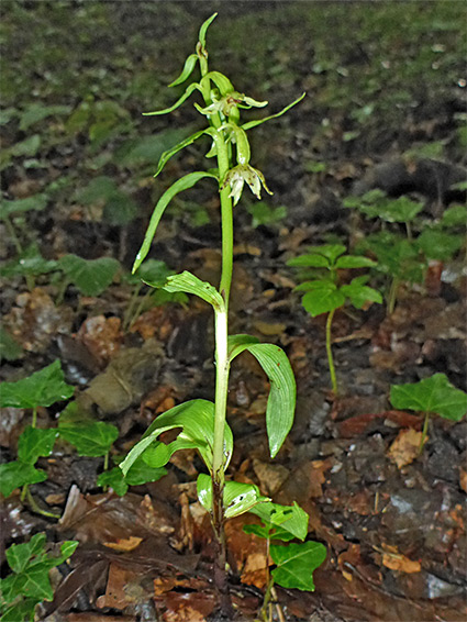 Well-separated leaves