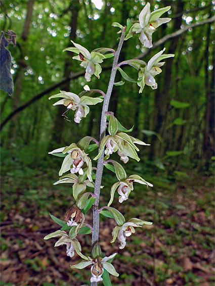 Flowering stem