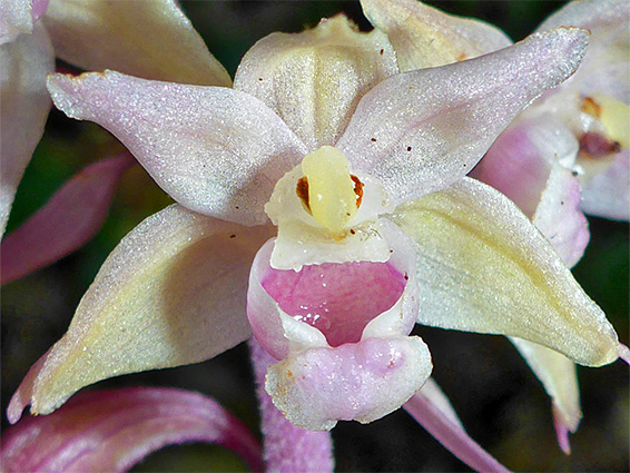 Yellow and pink flower