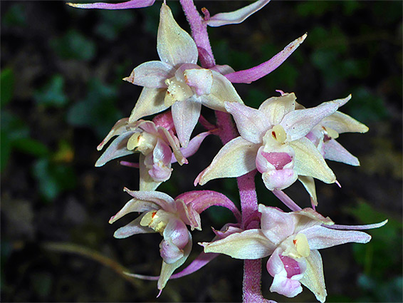 Group of pink flowers